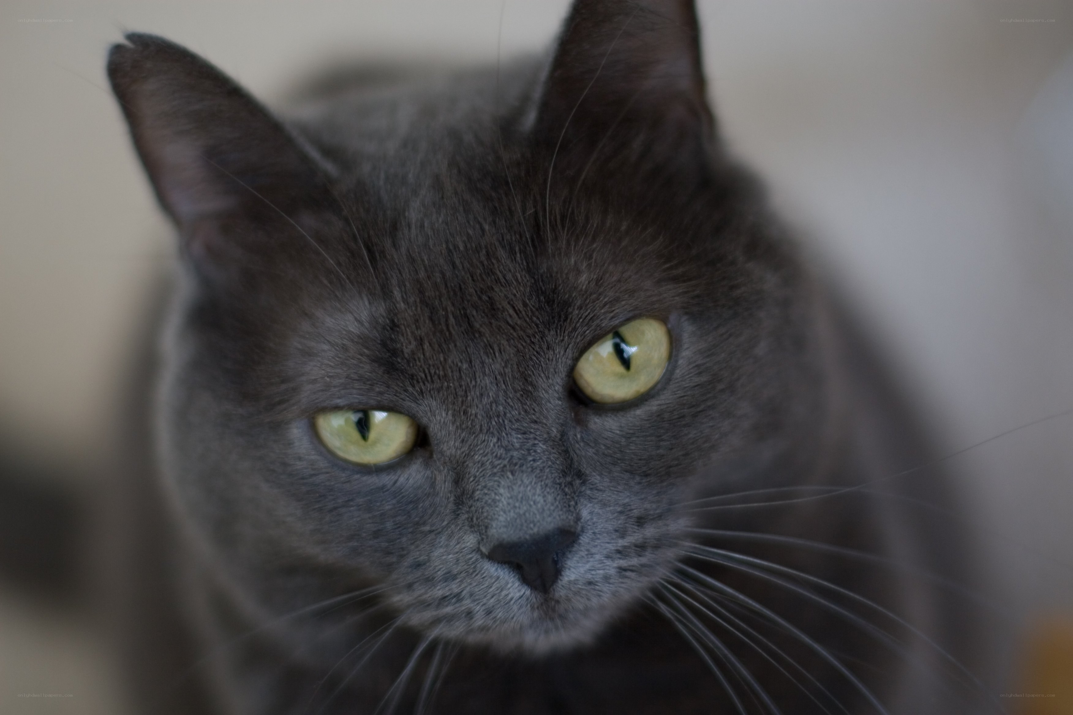 gray cat with green eyes