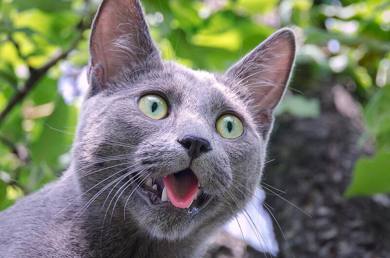 Gray Cat with Green Eyes — Alert, Afternoon