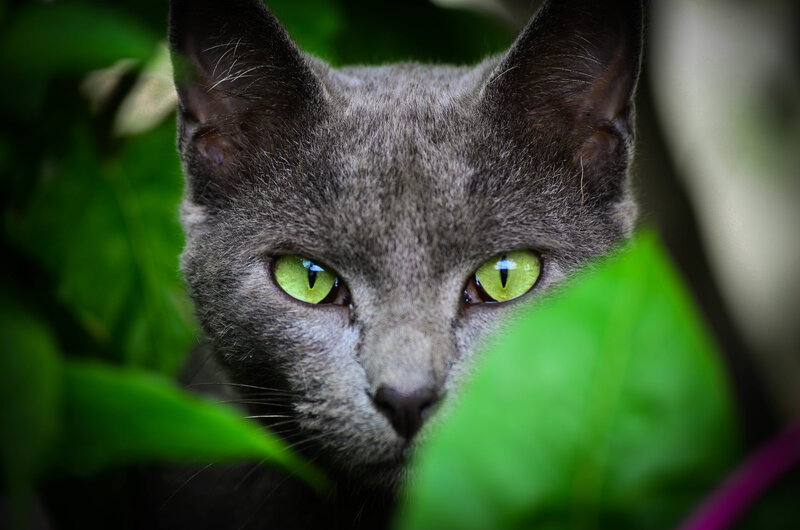 Gray Cat with Green Eyes — Alert, Photograph