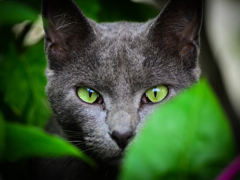 Gray Cat with Green Eyes — Alert