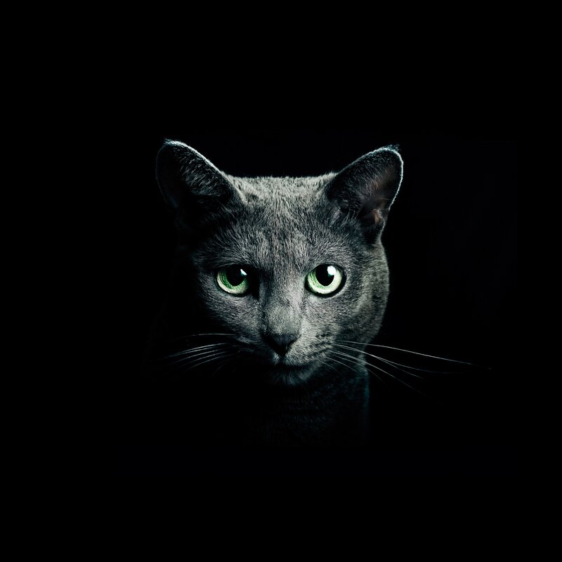 Gray Cat with Green Eyes — Black, Dramatic, Night, Photograph