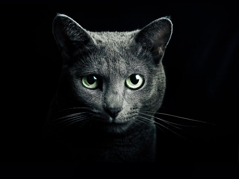 Gray Cat with Green Eyes — Black, Dramatic, Night