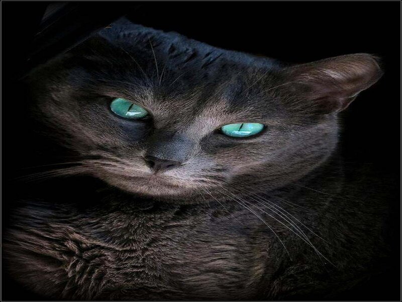 Gray Cat with Green Eyes — Black, Dramatic