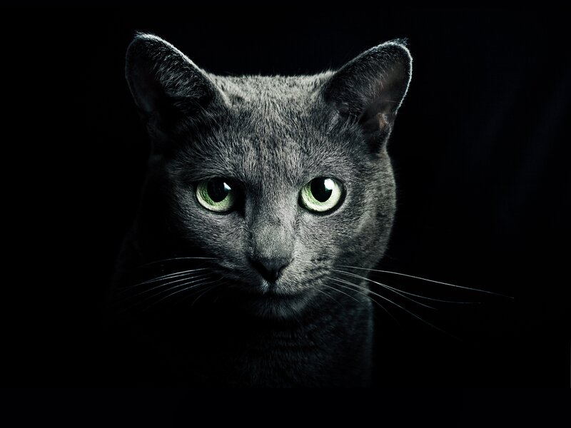 Gray Cat with Green Eyes — Black