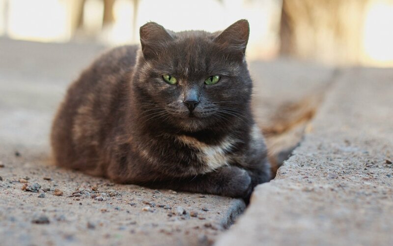 Gray Cat with Green Eyes — Calm, Afternoon, Photograph, Concrete