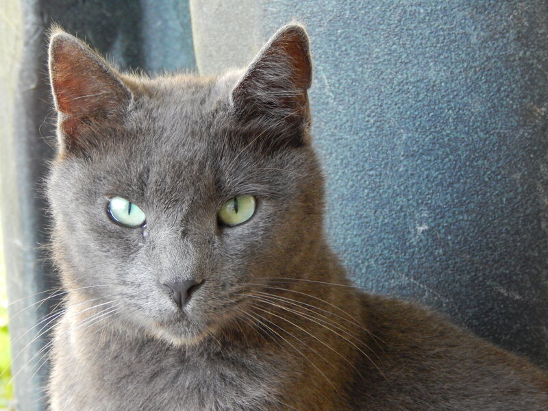 Gray Cat with Green Eyes — Calm, Afternoon, Photograph
