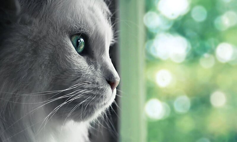 Gray Cat with Green Eyes — Calm, Afternoon