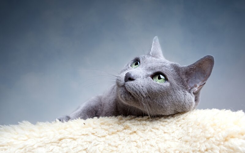 Gray Cat with Green Eyes — Calm, Photograph, Blanket