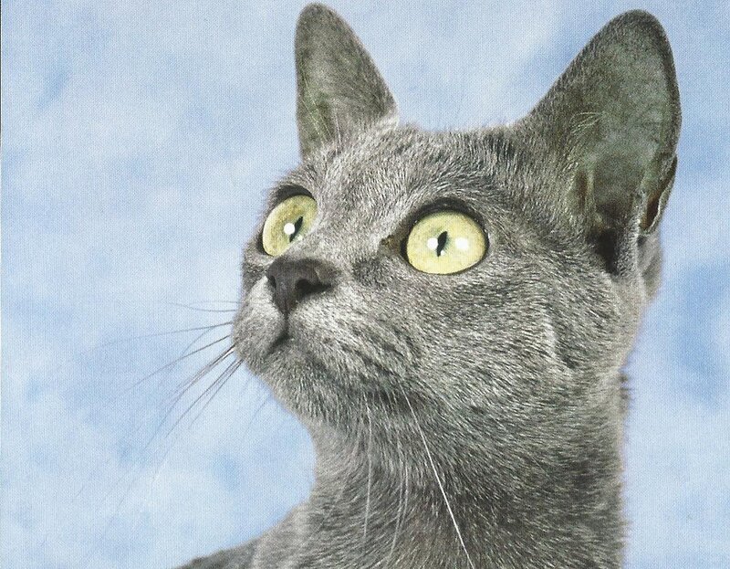 Gray Cat with Green Eyes — Calm, Photograph, Blue Background