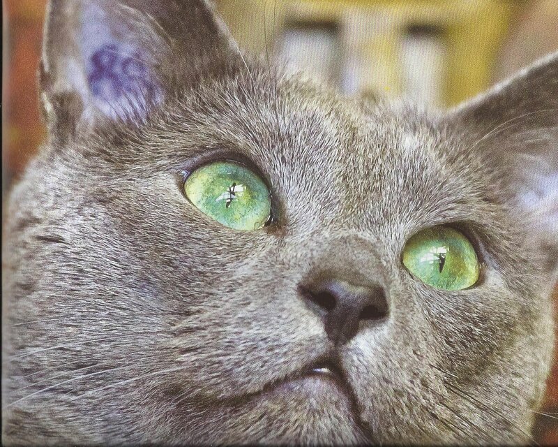Gray Cat with Green Eyes — Calm, Photograph, Ears