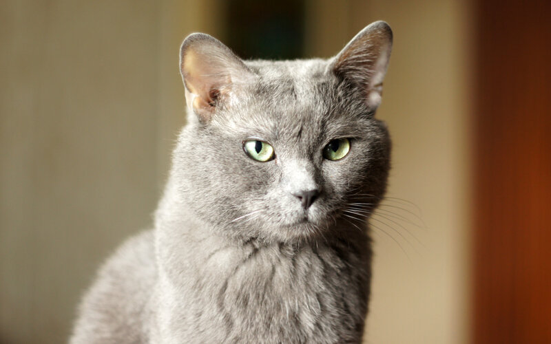 Gray Cat with Green Eyes — Calm, Photograph, Ears, Whiskers