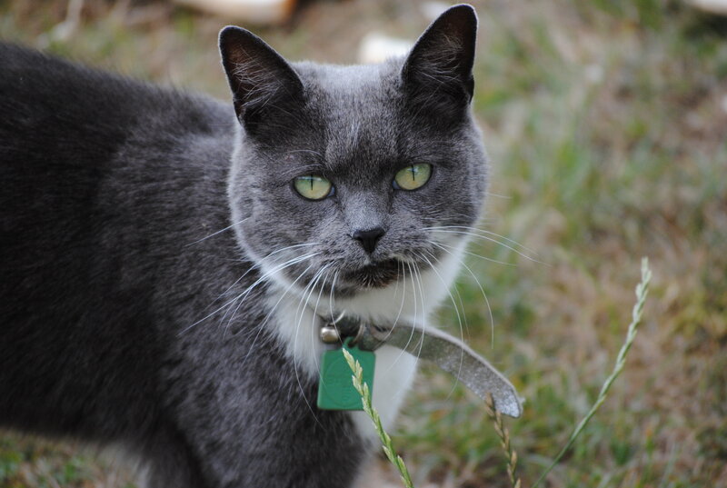 Gray Cat with Green Eyes — Calm, Photograph, Grass