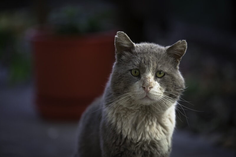 Gray Cat with Green Eyes — Calm, Photograph, Plant Pot