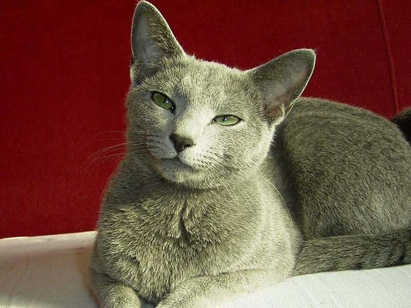 Gray Cat with Green Eyes — Calm, Photograph, Red Background