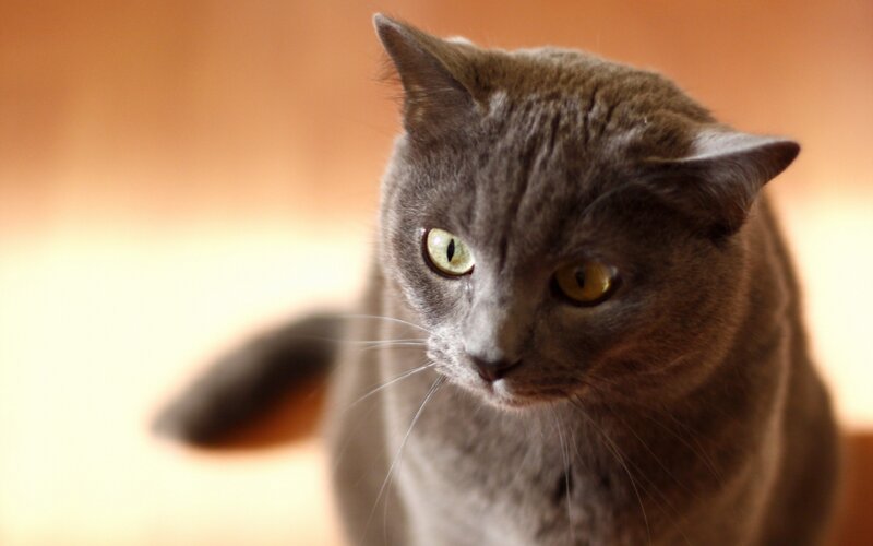 Gray Cat with Green Eyes — Calm, Photograph, Tail