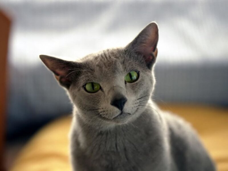 Gray Cat with Green Eyes — Calm, Photograph
