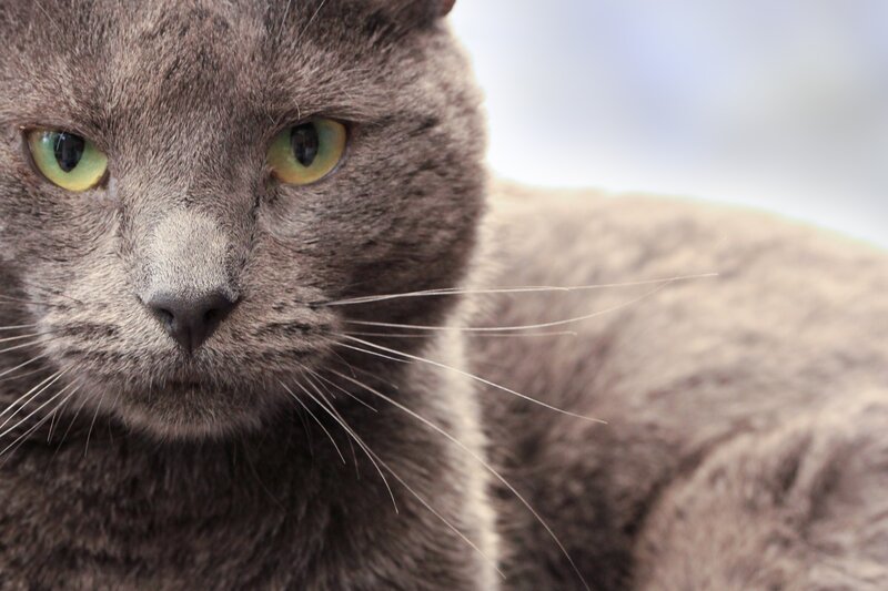 Gray Cat with Green Eyes — Calm, Photograph, Whiskers, Close-up