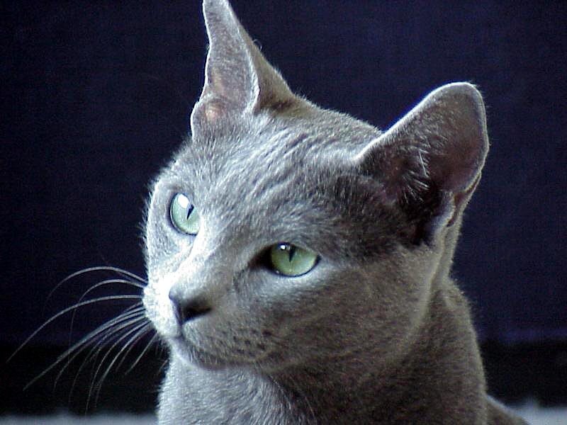 Gray Cat with Green Eyes — Calm, Photograph, Whiskers, Ears