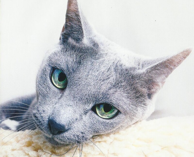 Gray Cat with Green Eyes — Calm, Photograph, Whiskers, Fabric