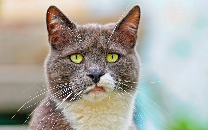Gray Cat with Green Eyes — Calm, Photograph, Whiskers, Face