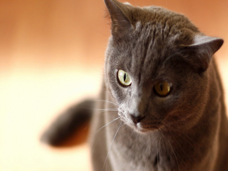Gray Cat with Green Eyes — Calm, Photograph, Whiskers, Tail