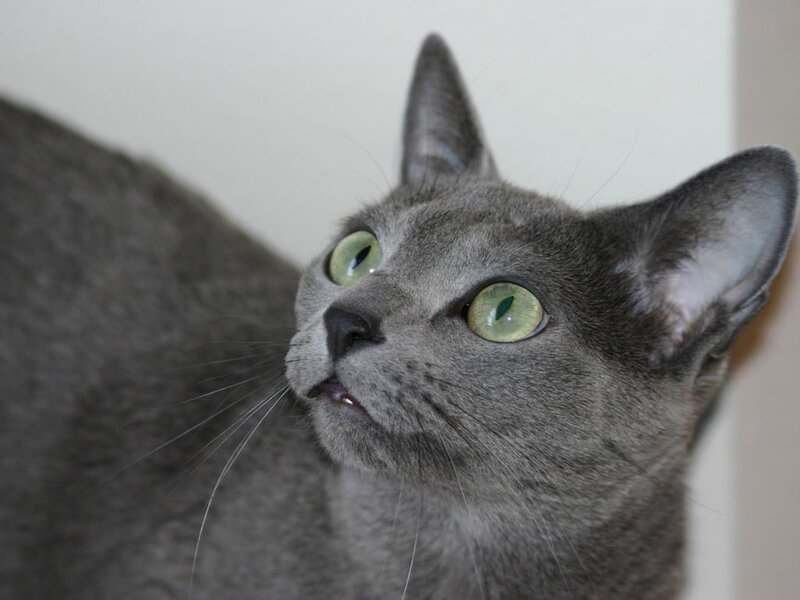 Gray Cat with Green Eyes — Calm, Photograph, Whiskers