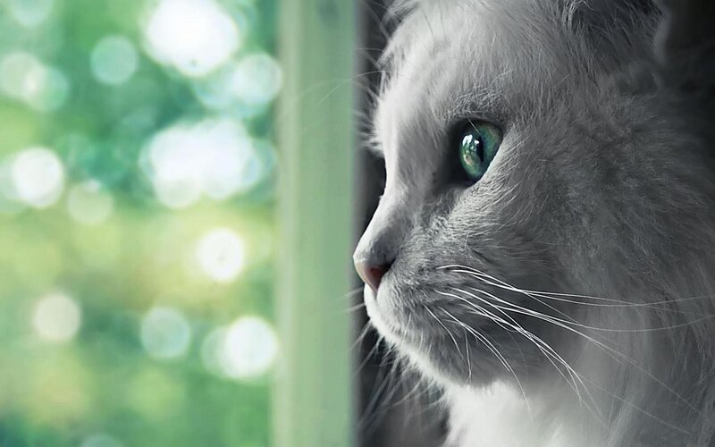 Gray Cat with Green Eyes — Calm, Photograph, Window