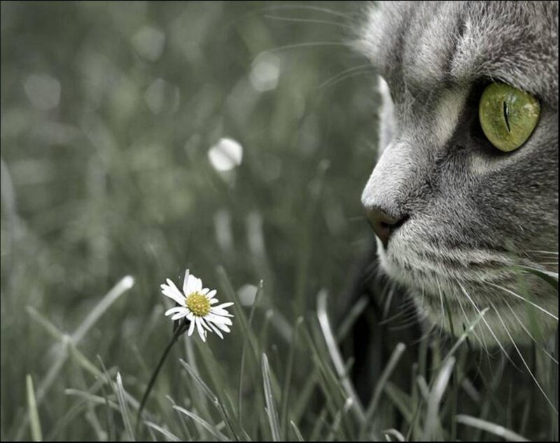Gray Cat with Green Eyes — Calm