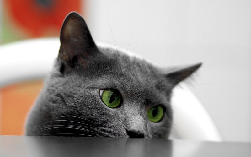 Gray Cat with Green Eyes — Curious, Photograph, Table