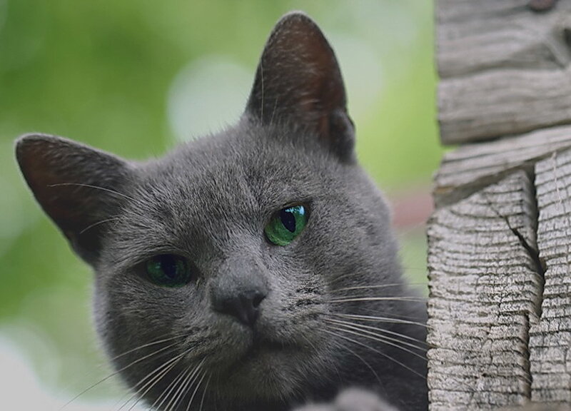 Gray Cat with Green Eyes — Curious
