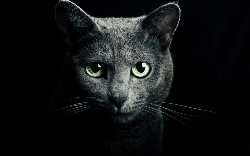 Gray Cat with Green Eyes — Dramatic, Night