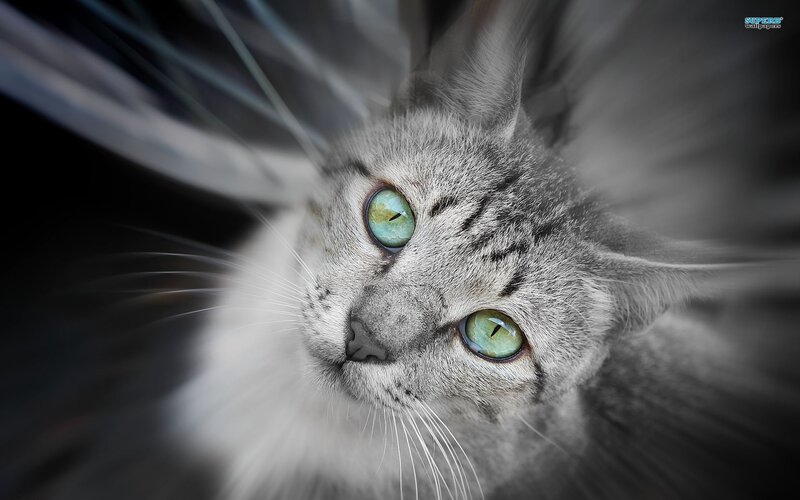 Gray Cat with Green Eyes — Dramatic, Photograph