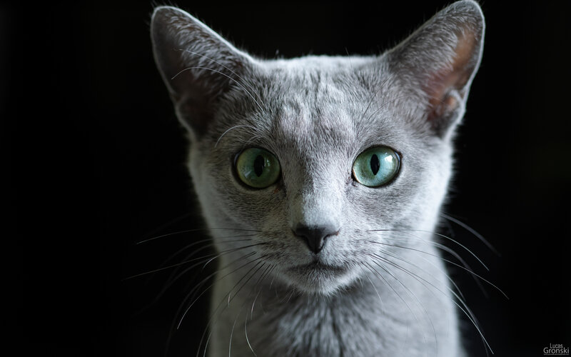Gray Cat with Green Eyes — Dramatic, Photograph, Whiskers, Ears