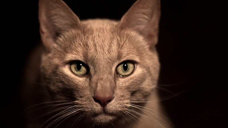 Gray Cat with Green Eyes — Dramatic, Photograph, Whiskers