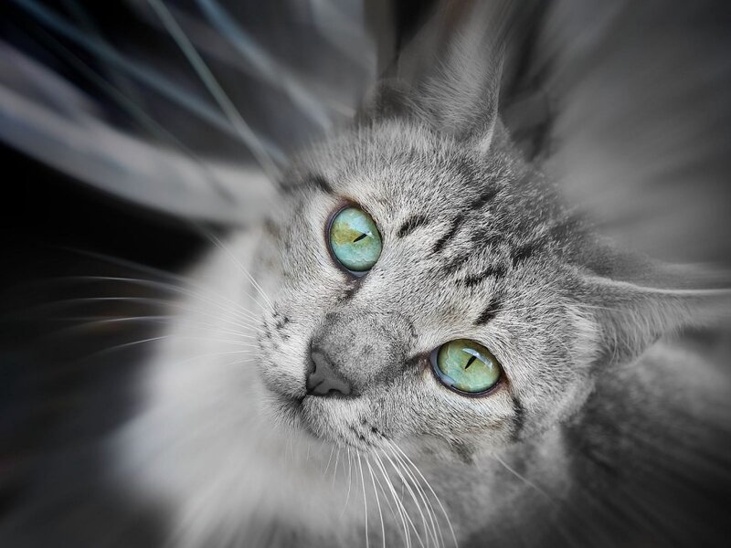 Gray Cat with Green Eyes — Dramatic