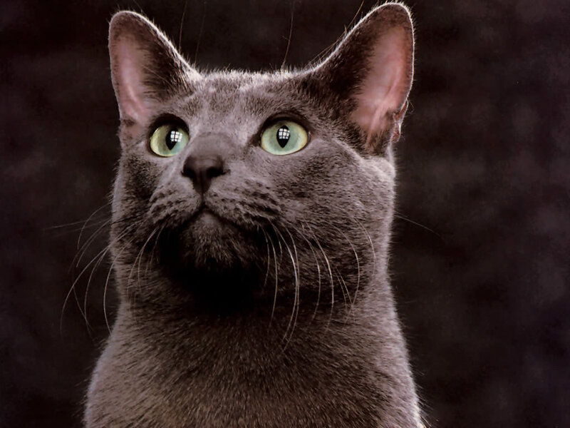 Gray Cat with Green Eyes — Intense, Photograph, Ears