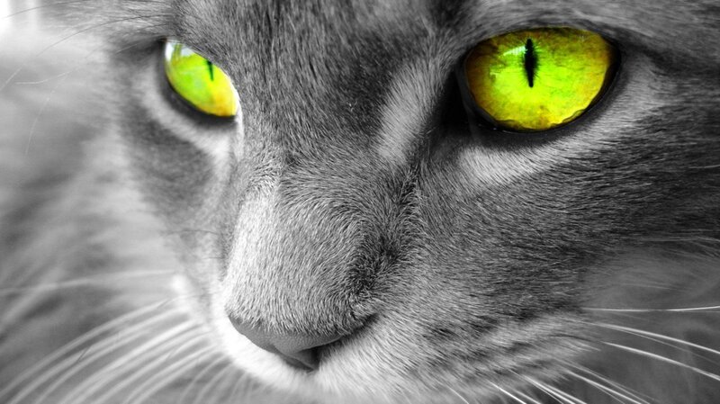 Gray Cat with Green Eyes — Intense, Photograph