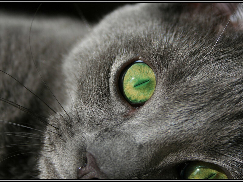 Gray Cat with Green Eyes — Intense