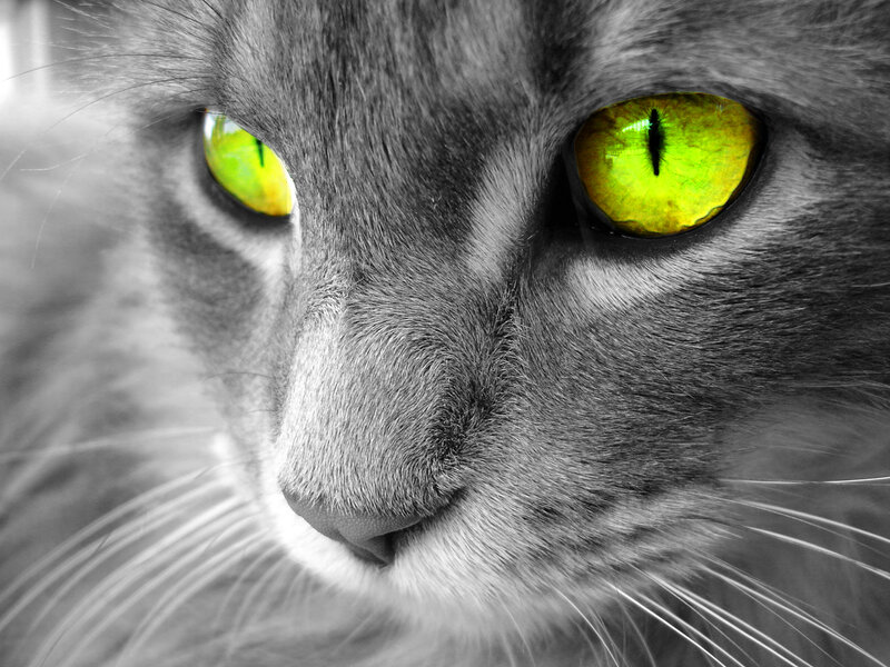 Gray Cat with Green Eyes — Intense, Whiskers