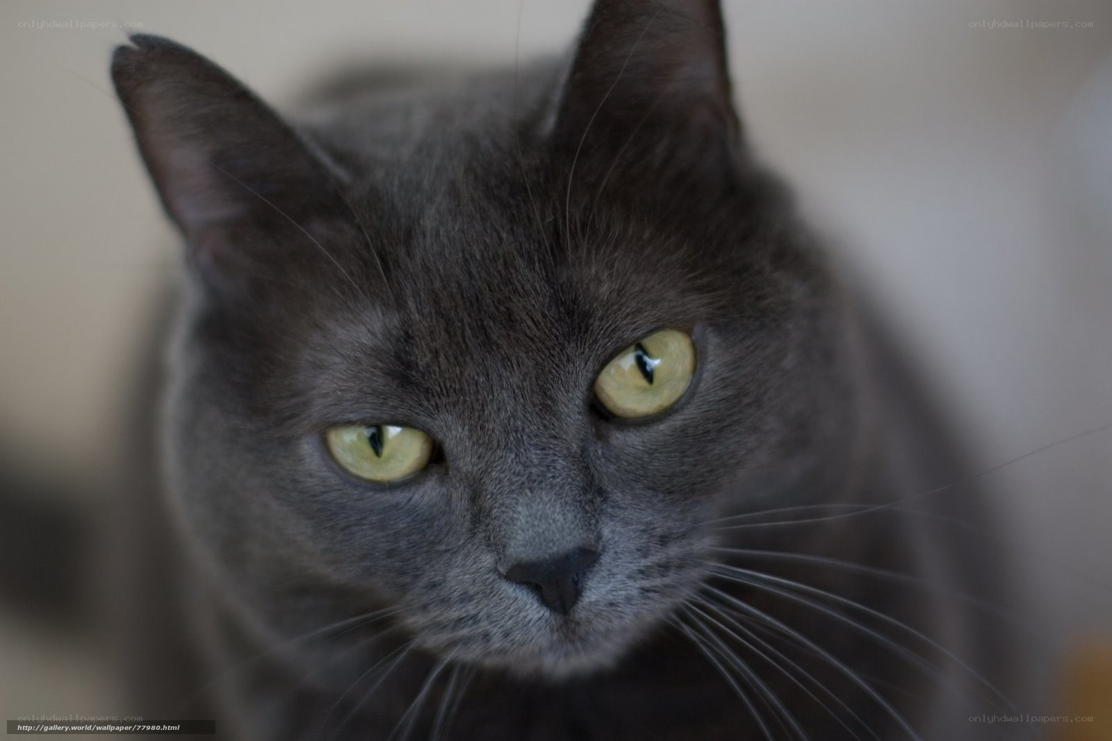gray cat with green eyes