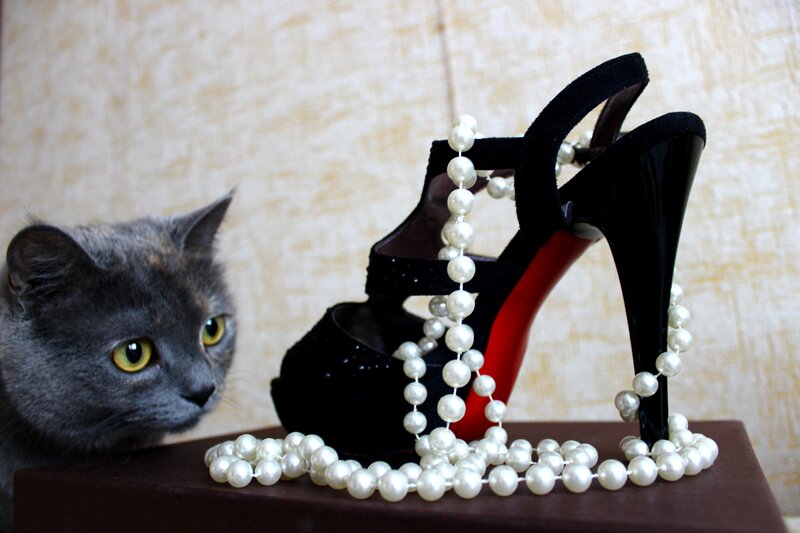 Gray Cat with High Heels