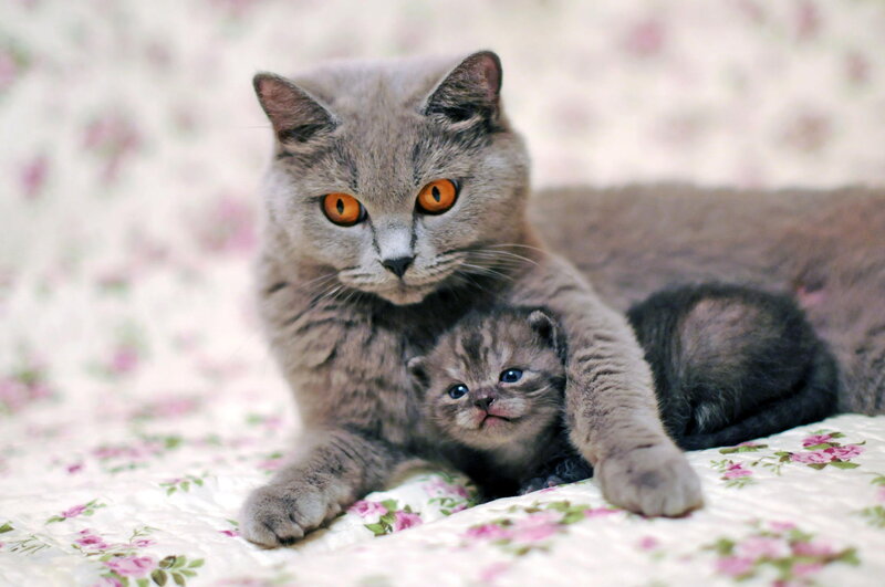 Gray Cat with Kitten — Calm, Photograph