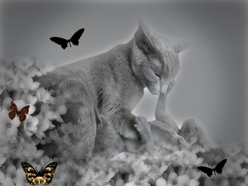 Gray Cat with Kittens — Serene