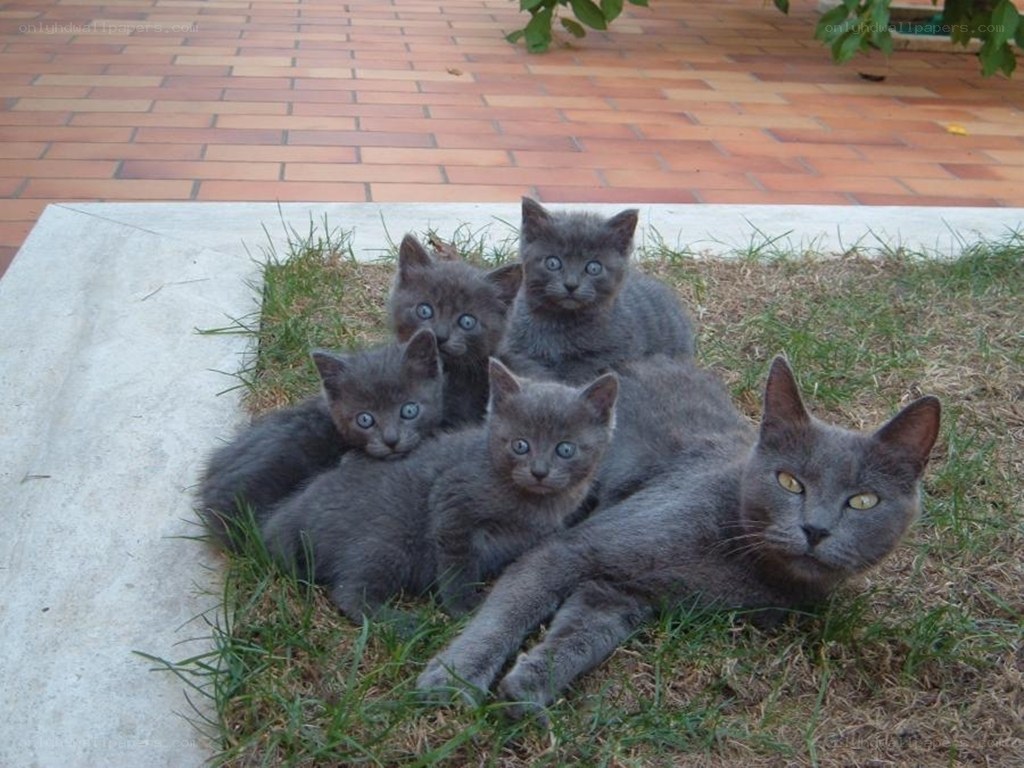 gray cat with kittens