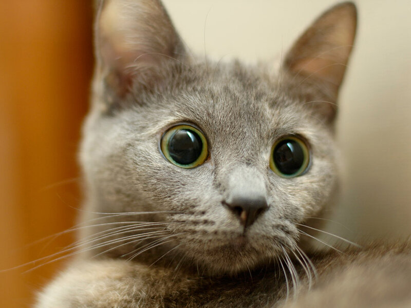 Gray Cat with Large Eyes — Curious