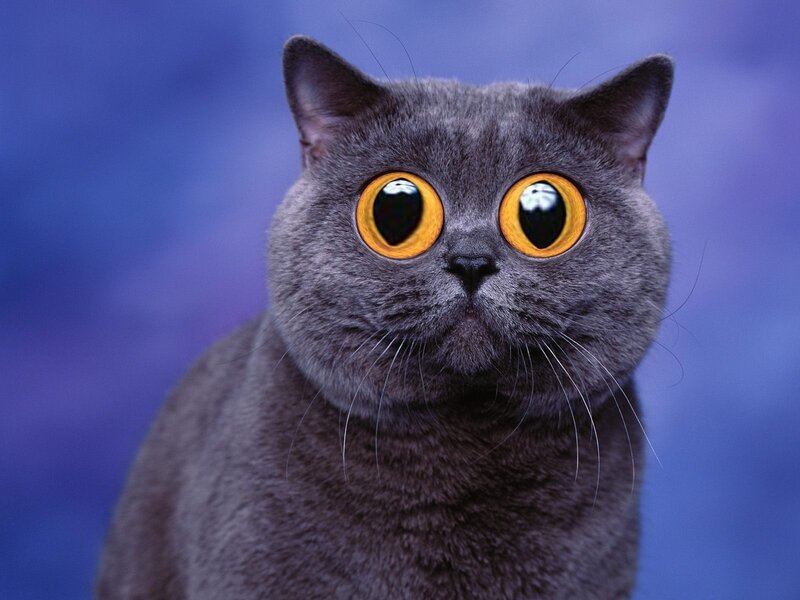 Gray Cat with Large Eyes — Neutral