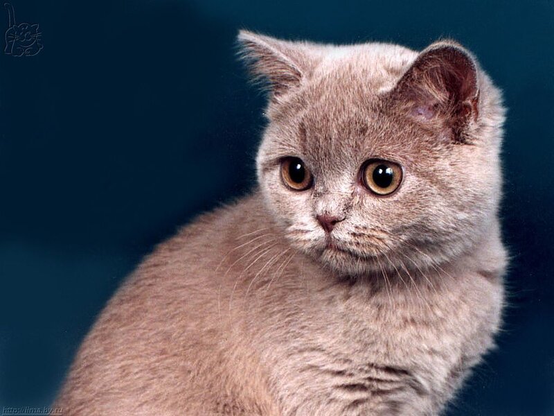 gray cat with large eyes