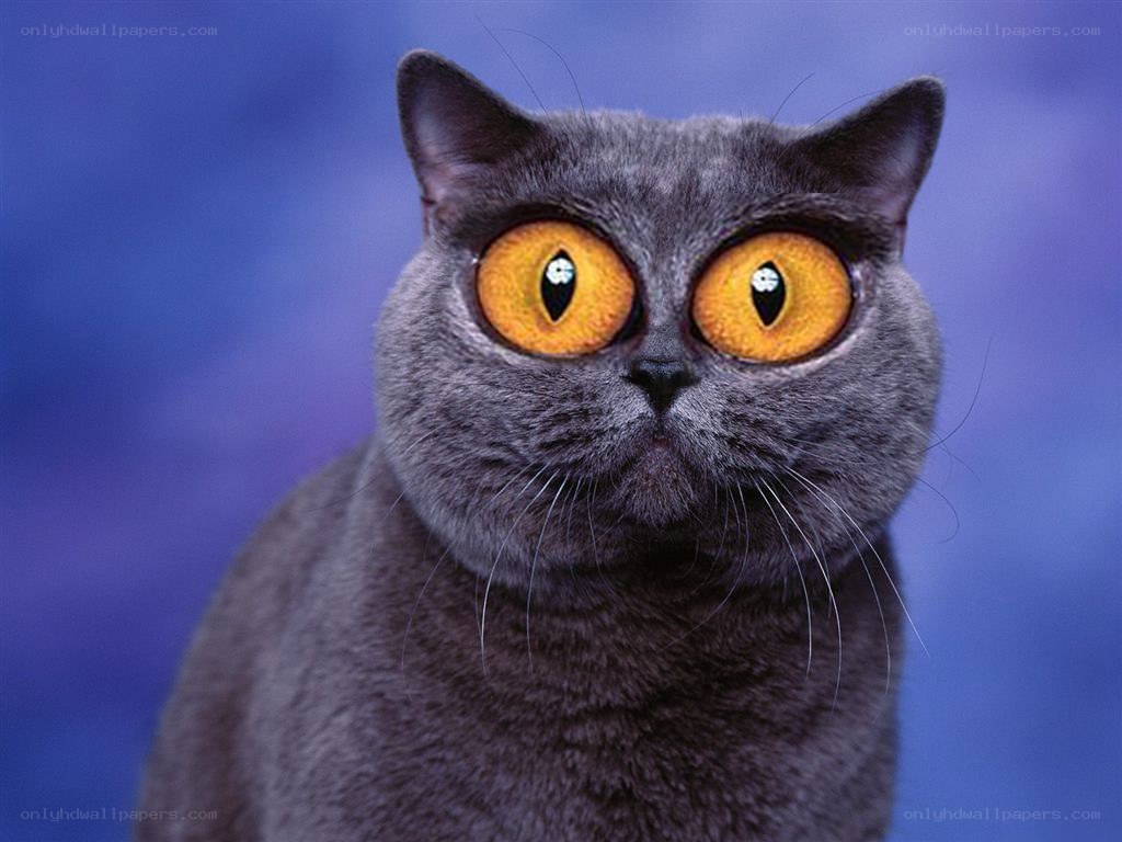 gray cat with large yellow eyes