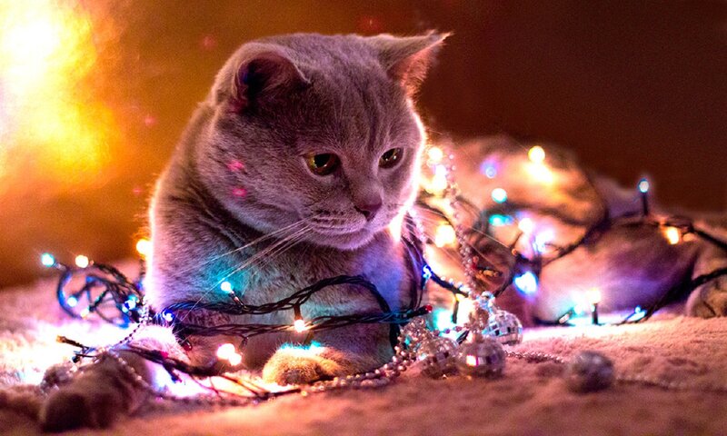 Gray Cat with Lights — Festive
