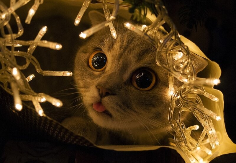 Gray Cat with Lights